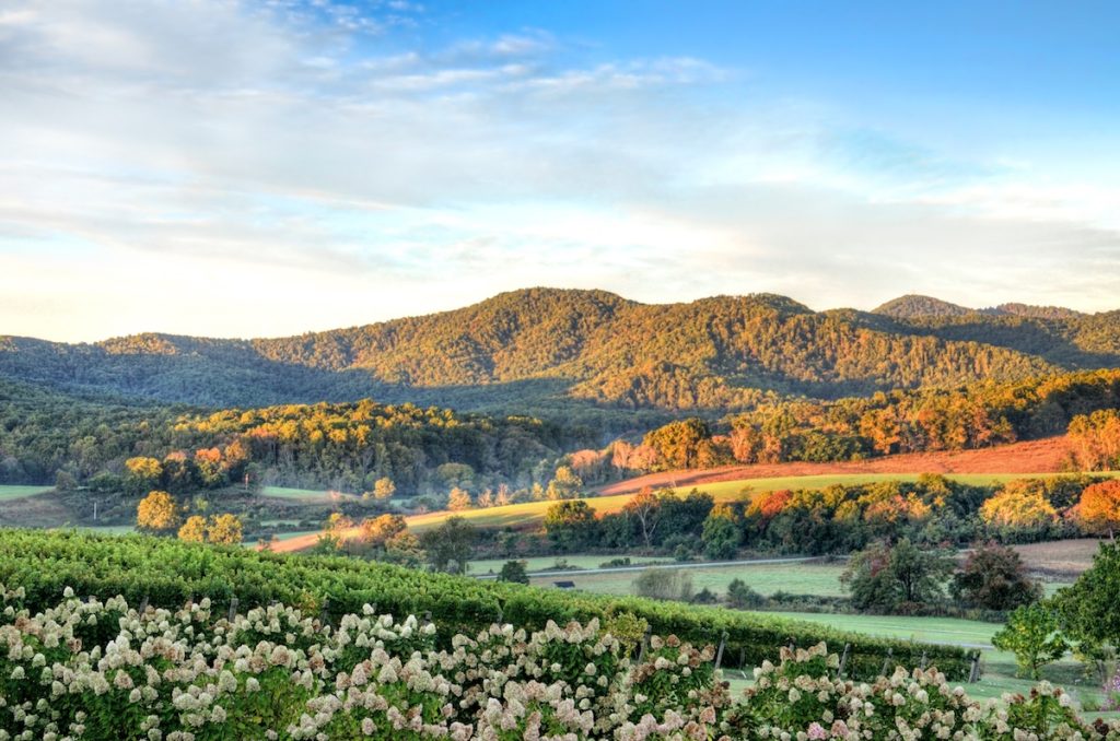 affordable housing grants virginia; Autumn vineyard hills and flowers during sunset in Virginia