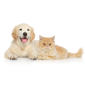 PEt and pet policies. Image shows a cat and a dog.