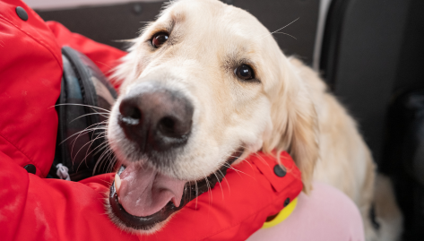 Emotional Support Animal